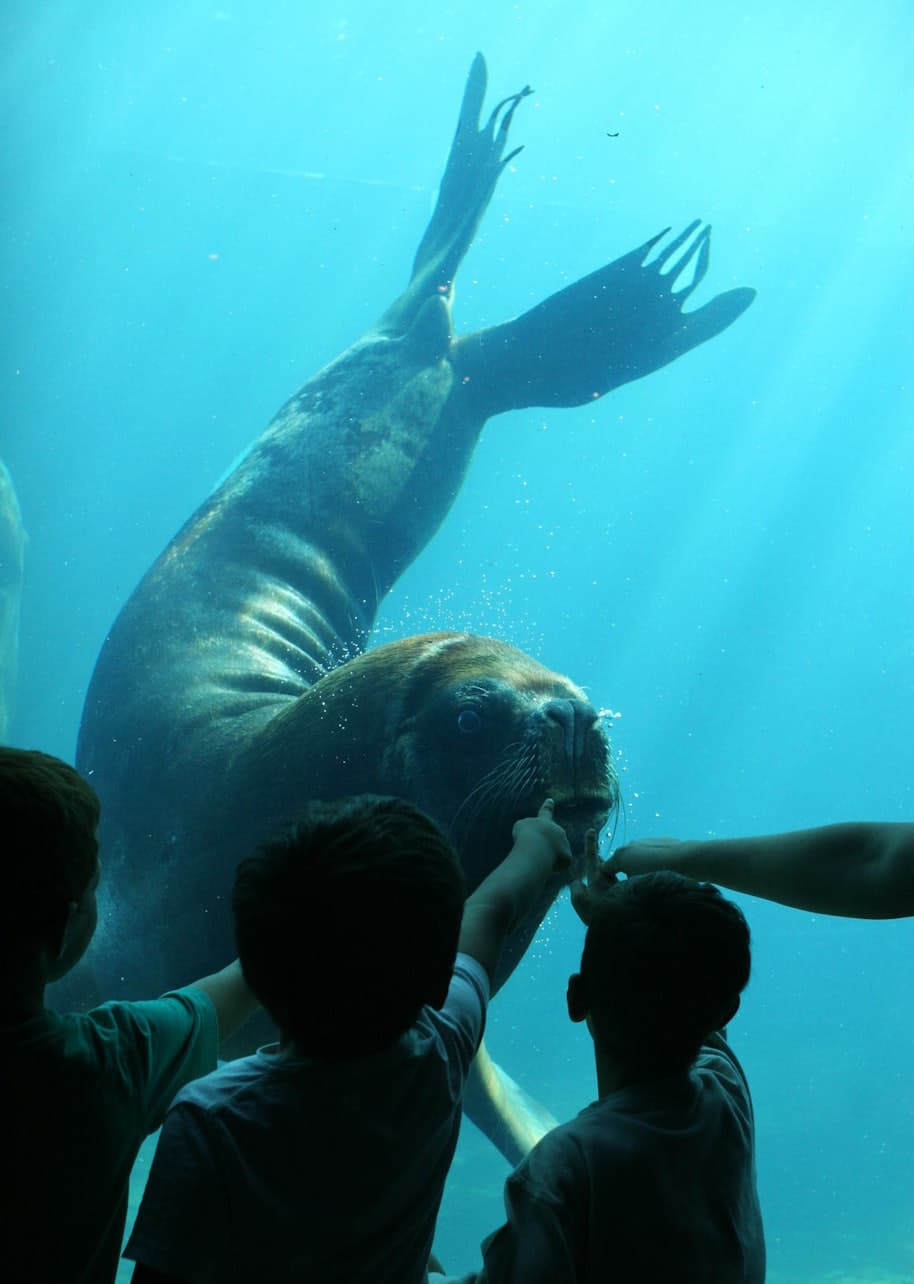 Seaquarium Le Grau-du-Roi Ticket - სურათი 6