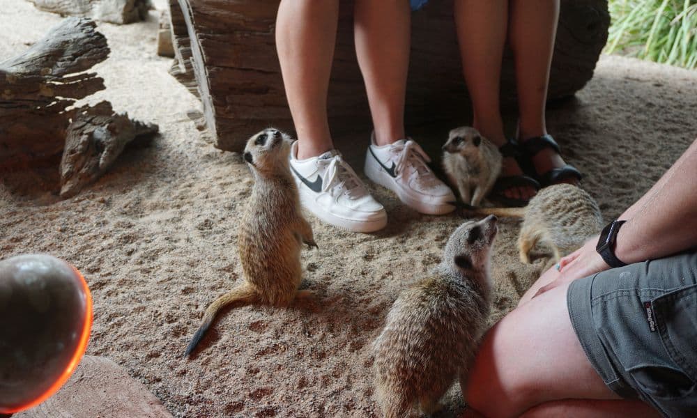 Symbio Wildlife Park Ticket - სურათი 2