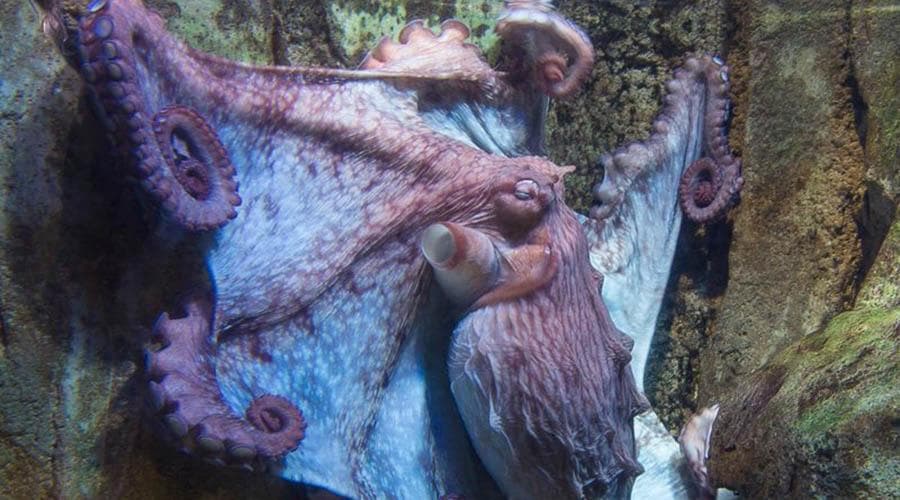 Dubai Aquarium and Underwater Zoo Ticket - სურათი 5