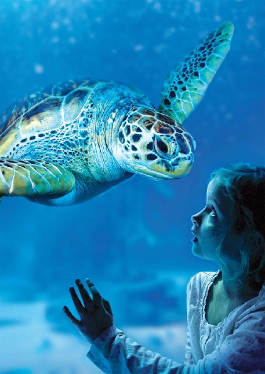 SEA LIFE Benalmádena Ticket - მთავარი სურათი