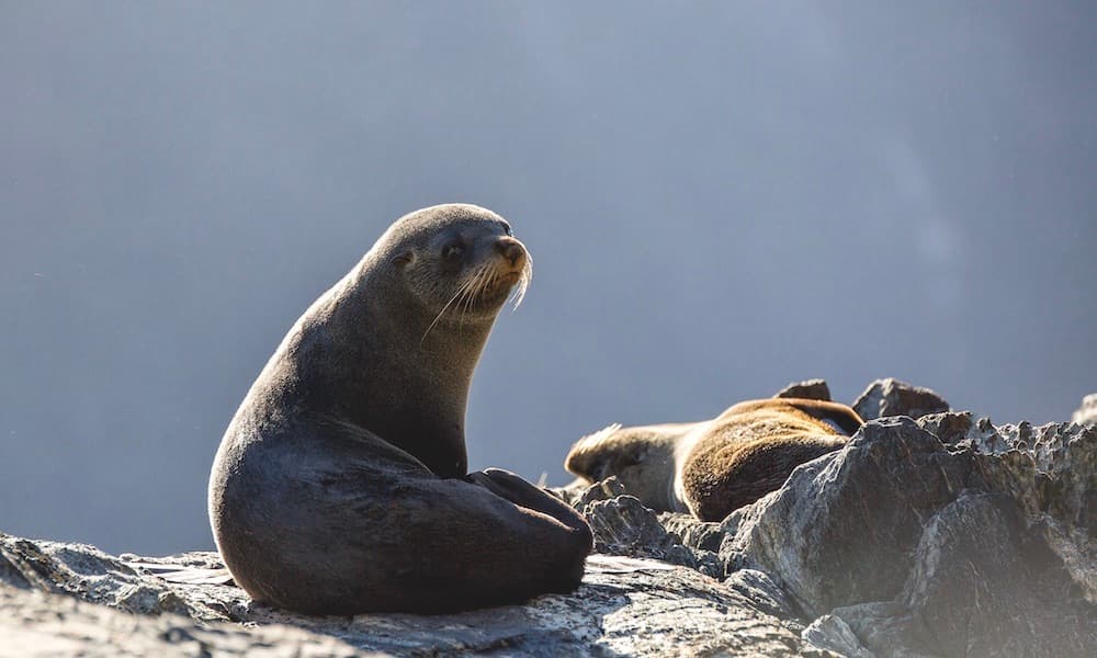 Milford Sound Cruise - სურათი 5