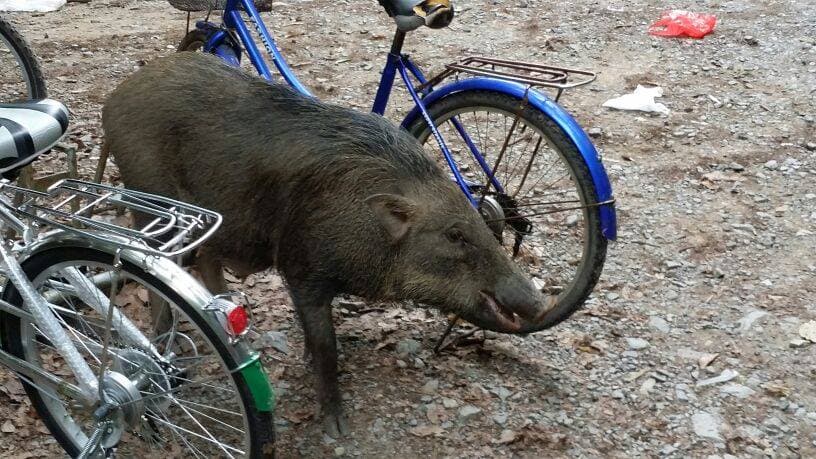 Pulau Ubin Cycling Tour - სურათი 16