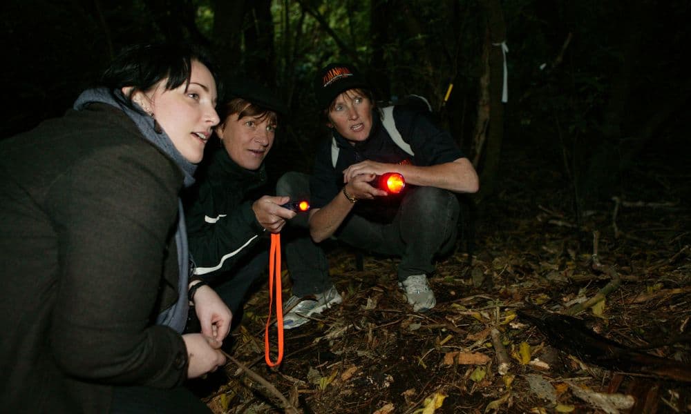 Zealandia Night Tour - მთავარი სურათი