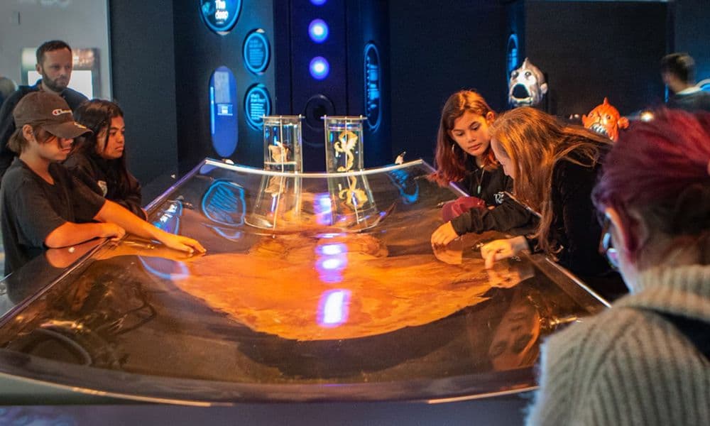 Museum of New Zealand Te Papa Tongarewa Ticket - სურათი 5