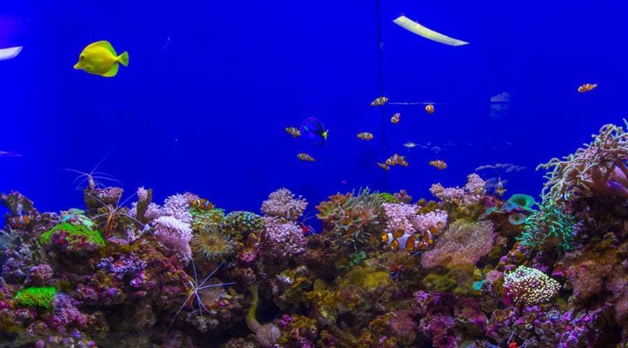 Dubai Aquarium and Underwater Zoo Ticket - სურათი 4