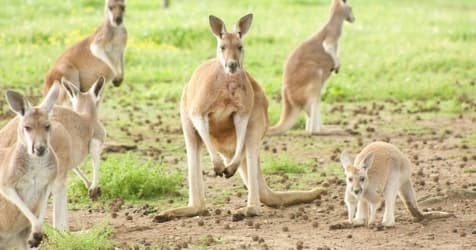 Kangaroo Walkabout Experience - სურათი 2