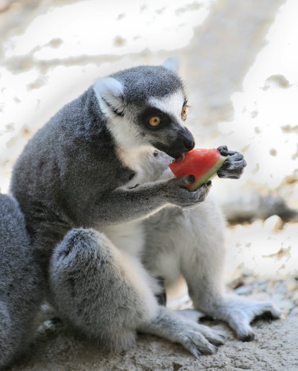 Terra Natura Murcia Ticket - სურათი 6