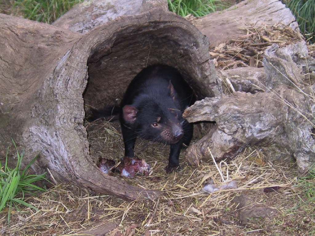 Richmond Village and Bonorong Wildlife Sanctuary Tour - სურათი 10