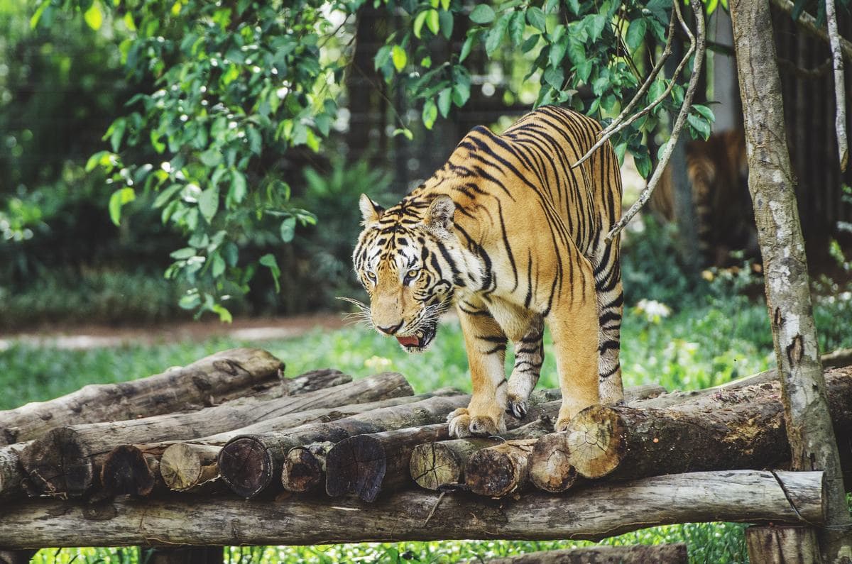 Vinpearl Safari Phu Quoc Ticket - სურათი 8
