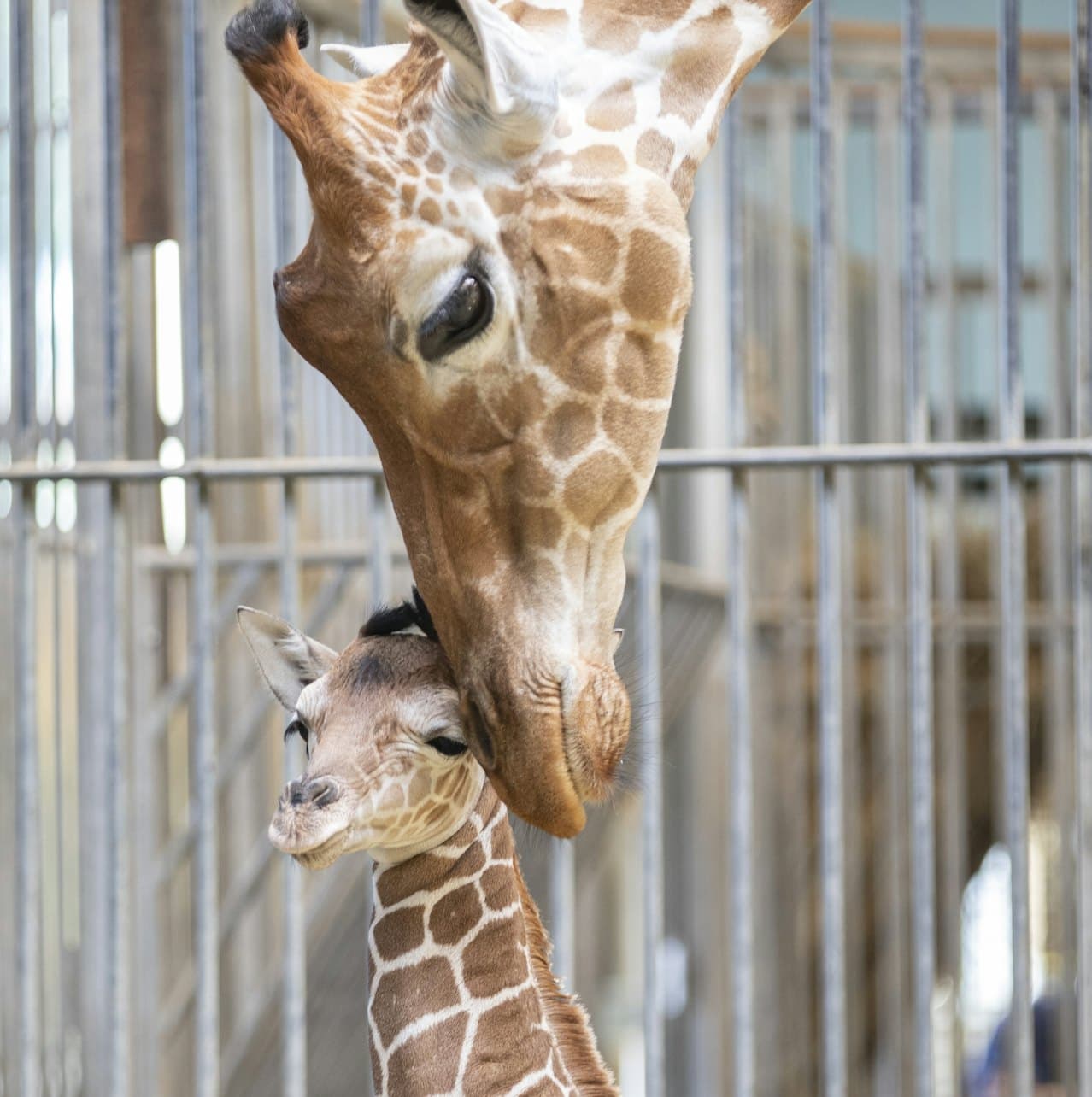 ZooParc de Beauval Ticket - სურათი 7