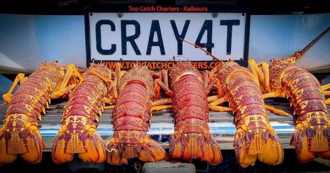 Fishing and Crayfish Trip from Kaikoura - სურათი 8