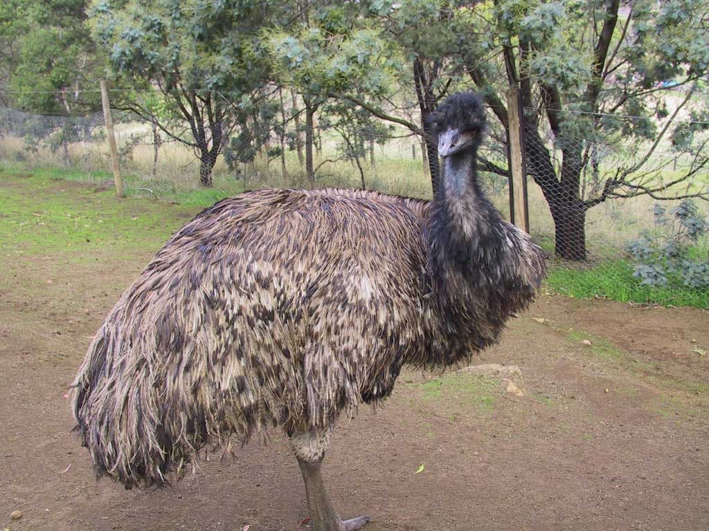 Richmond Village and Bonorong Wildlife Sanctuary Tour - სურათი 7
