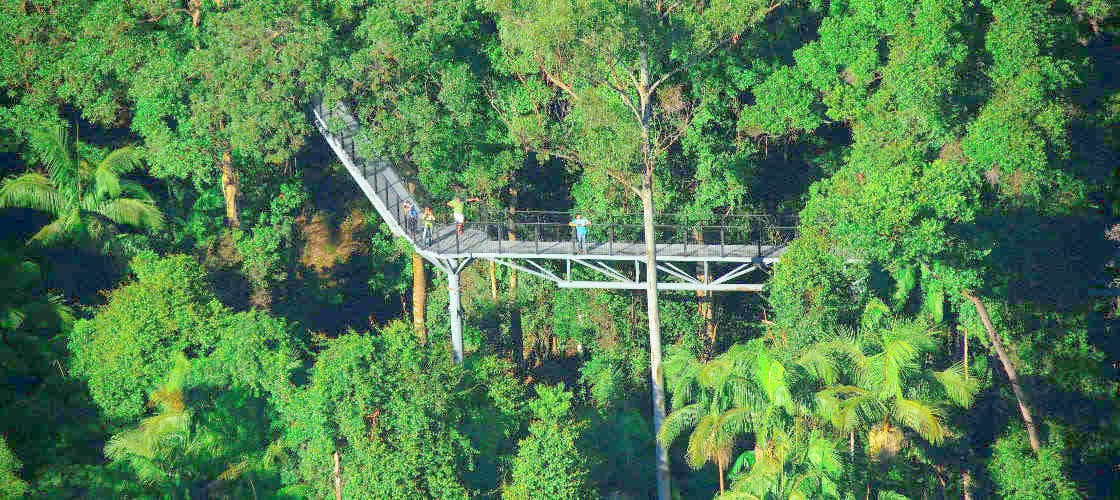Tamborine Rainforest Skywalk - მთავარი სურათი