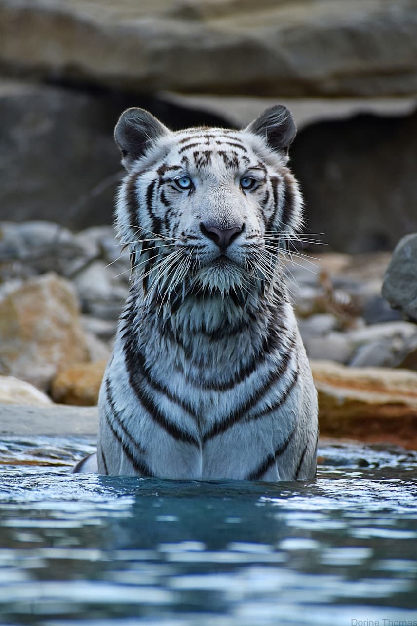 Barben Animal Park Ticket - მთავარი სურათი