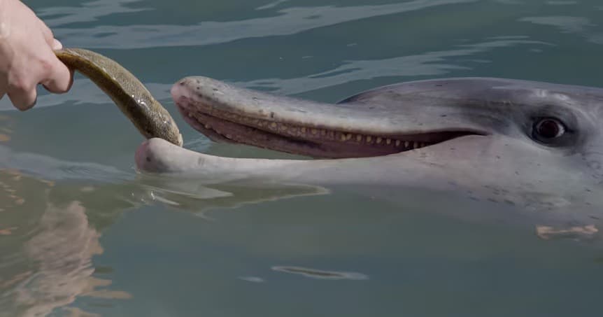 Dolphin Feeding Experience at Tin Can Bay from Rainbow Beach - მთავარი სურათი