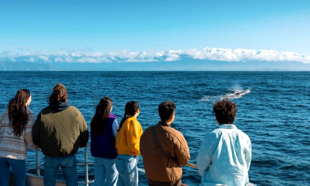 Whale Watching Cruise Kaikoura - სურათი 4