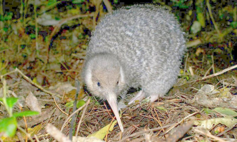 Zealandia Night Tour - სურათი 4