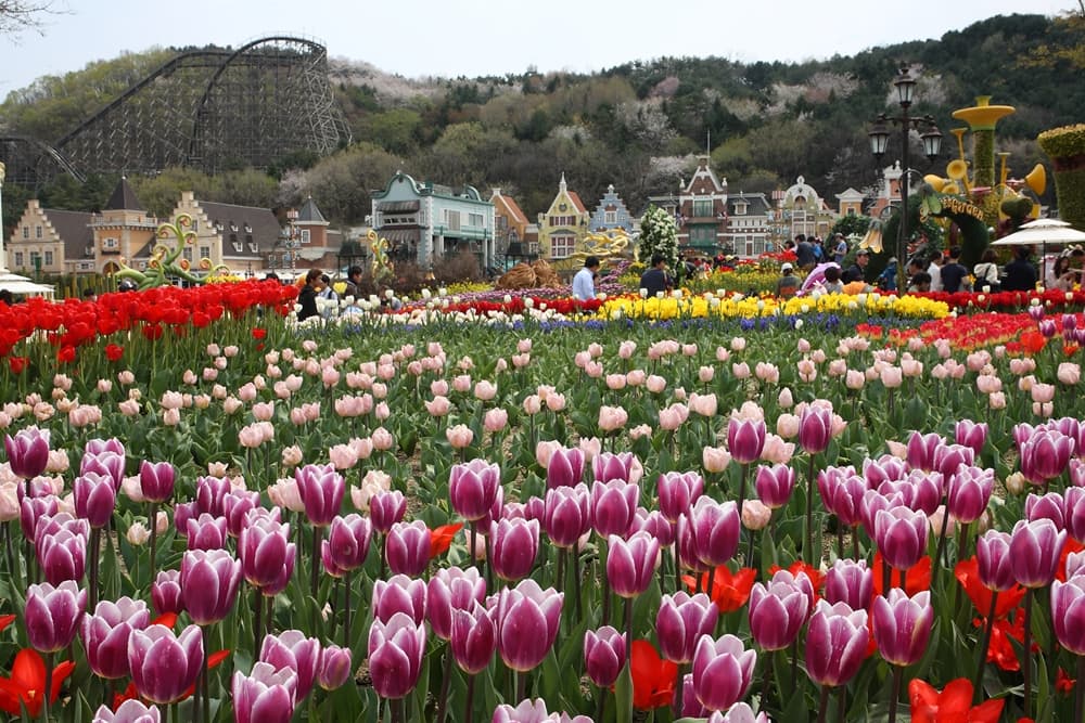Everland Theme Park Ticket - სურათი 21
