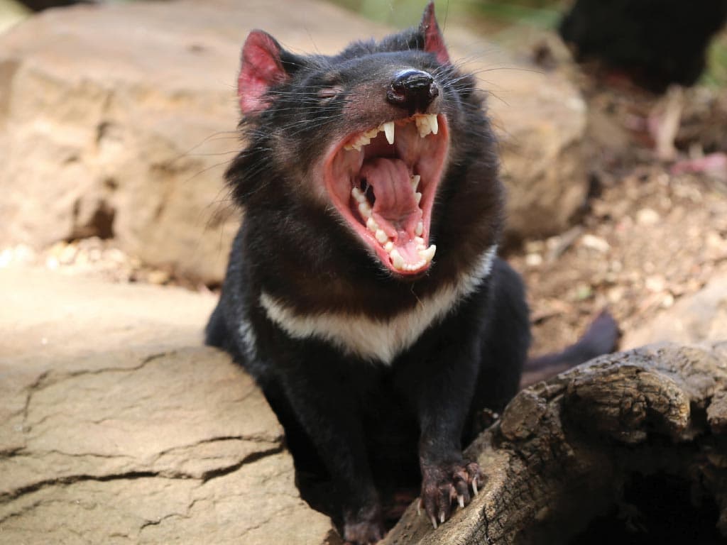 Richmond Village and Bonorong Wildlife Sanctuary Tour - სურათი 5